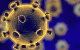coronavirus.jpeg